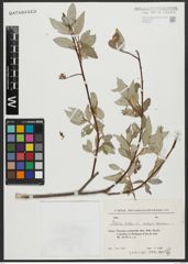 Foto von Salix alba subsp. micans (Andersson) Rech. f.